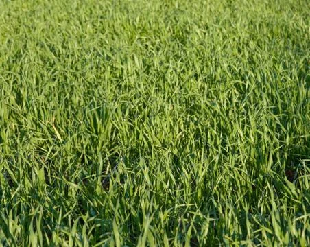Field of grass Stock Photos