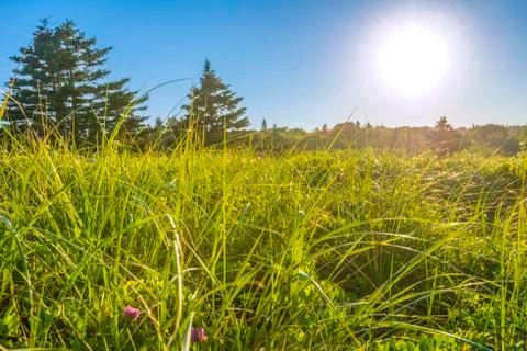 Field of grass Stock Photos