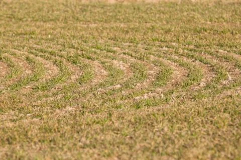 Field of grass Stock Photos