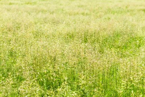 Field grass Stock Photos