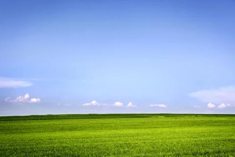 Field of grass Stock Photos