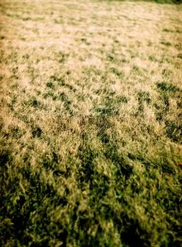 Field with grass 写真素材