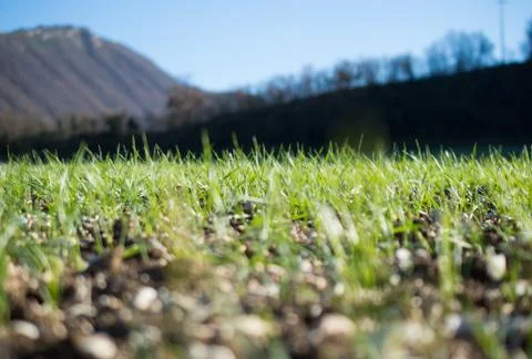 Field of grass Foto stock