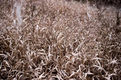 A field of grass Stock Photos