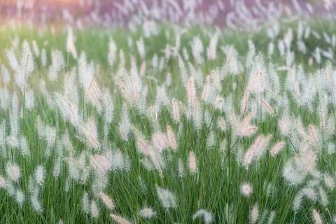 Field of grass Foto stock