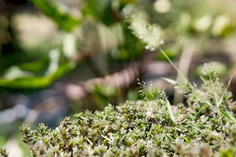 Field Of Grass Stock Photos