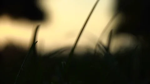 Field With grass Plant At Sundown.abstract Stock Footage 94140165