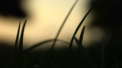 Field With grass Plant At Sundown.abstract Stock Footage 94140555