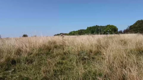 Field Grass Rise Up Stock Footage 160372037