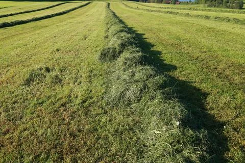 A field of grass with a row of hay in the middle Stock Photos