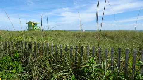 Field of grass seaside swaying in the wind 스톡 동영상 60330560