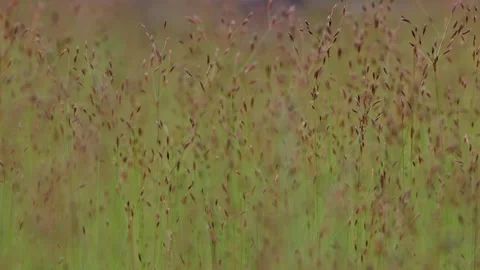 Field of Grass Seed Heads Swaying in the Breeze Stock Footage 346870219