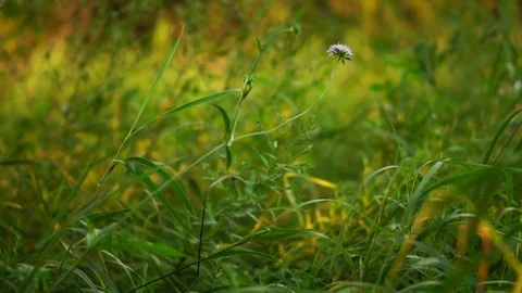 Field grass. Slow motion camera Stock Footage 77248926