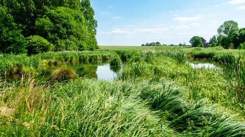A field of grass with a small stream running through it Foto stock