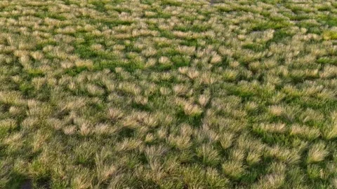 A field of grass with some weeds in it Vídeo Stock 325770547