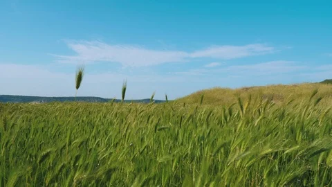 A field of grass with spikelets swaying in the wind. Video stock 112597888