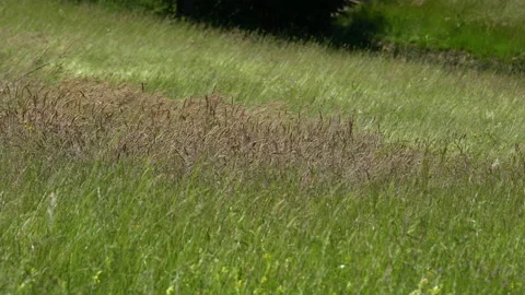 Field of grass in summer wind, idyllic Stock Footage 133661038
