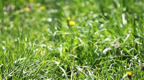 Field grass in the sun 1 Stock Footage 58900214