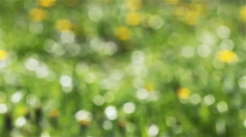 Field grass in the sun 2 動画素材 58900167