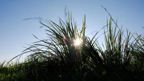 Field grass in the sun Stock Photos