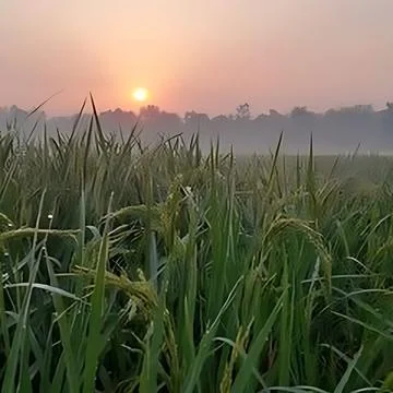 A field of grass with the sun setting behind it Stock Photos