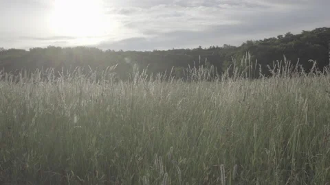 Field of Grass at Sunrise with Forest in Background, SLog2 動画素材 134725519