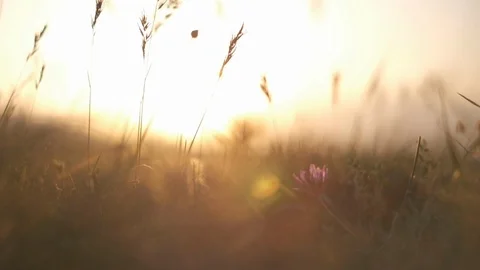 Field grass on the sunset closeup Vídeos de archivo 108086552