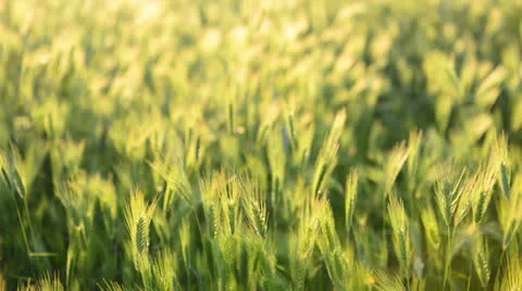 Field of grass on sunset Stock Footage 23489164