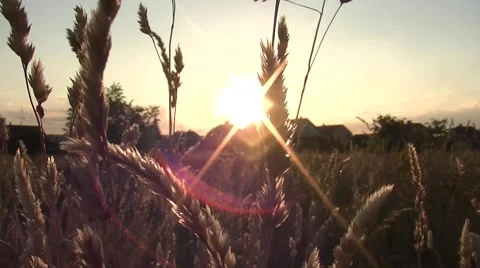 Field of Grass in sunset Stock Footage 52377818
