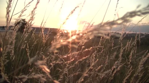 Field of Grass in sunset Stock Footage 52380734