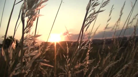 Field of Grass in sunset Stock Footage 52380736