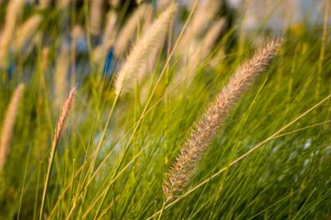 Field of Grass at Sunset or Sunrise Background Stock Photos