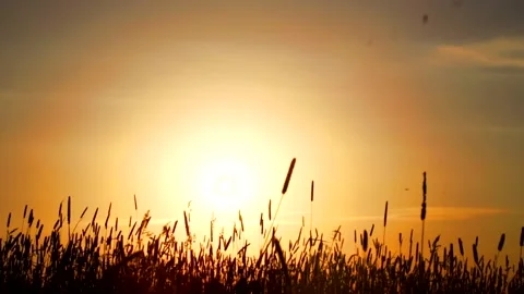 Field grass at sunset in summer . Live background. Stock Footage 168902890