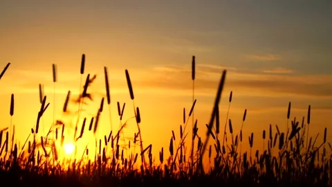 Field grass at sunset in summer . Live background. Stock Footage 168902902