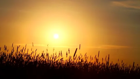Field grass at sunset in summer . Live background. Stock Footage 168902920