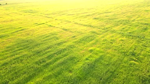 Field grass at sunset in summer . Live background. Stock Footage 168904788