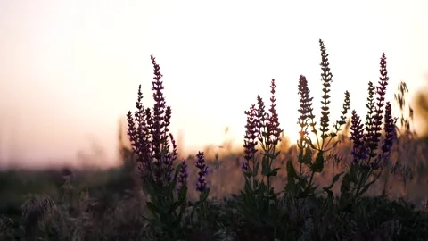 Field grass at sunset. Sunset on the background of the field. Stock Footage 113792418