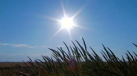 Field grass swaying in the background of the sun. Real time. Stock Footage 65266573