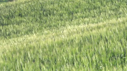 The field with the grass swaying from the wind 스톡 동영상 77585205