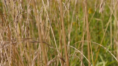 Field Of Grass Swaying Of Wind Stock Footage 80219198