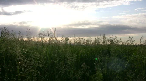 Field of grass sways amidst the setting sun (High Definition) Stock-Footage 365272