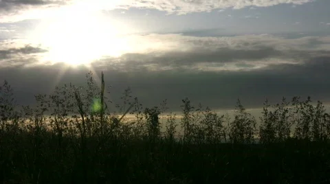 Field of grass sways amidst the setting sun (High Definition) Stock Footage 365302