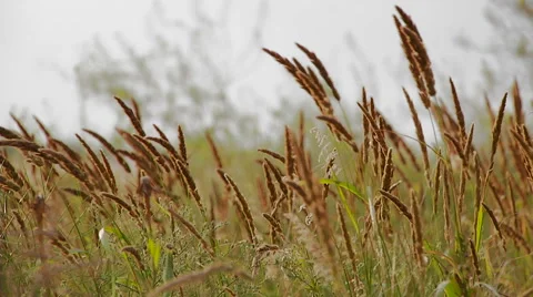 Field grass sways in the wind close-up. Real time. Stock Footage 65266555