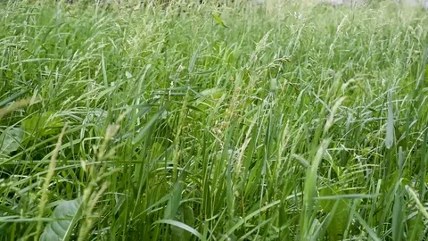 Field grass tends from the wind in different directions Stock Footage 91954152