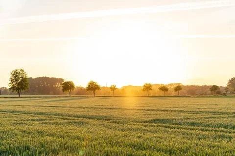 A field of grass with trees in the background and a sun setting in the sky Stock Photos