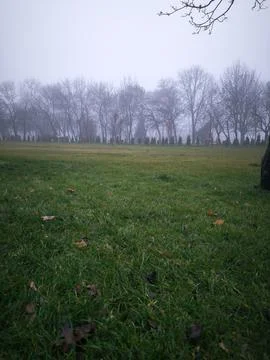 A field of grass with trees in the background.  Foto stock