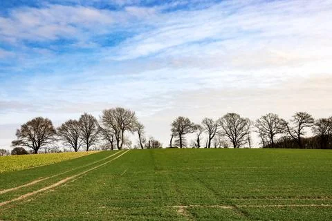 A field of grass with trees in the background Stock Photos