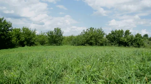 Field of grass with trees Stock Footage 53368313