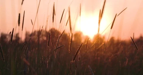 Field grass trembling at orange sunset in close up Stock Footage