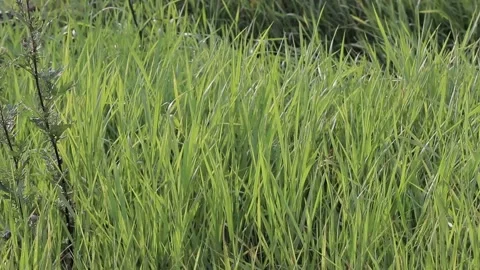 A field of grass trembling in the wind, close up, summer, sunny, nature backgrou 動画素材 86486322